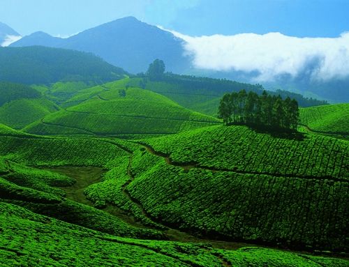 Sreemangal Tea Gardens