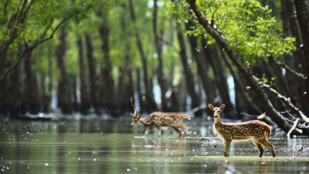 Sundarbans Mangrove Forest